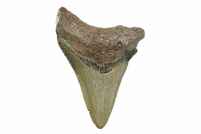 Fossil Megalodon Tooth - North Carolina #355749